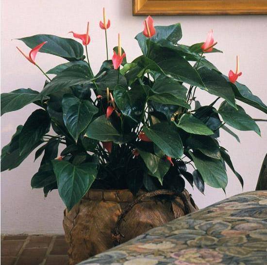 秋季开花的多年生植物