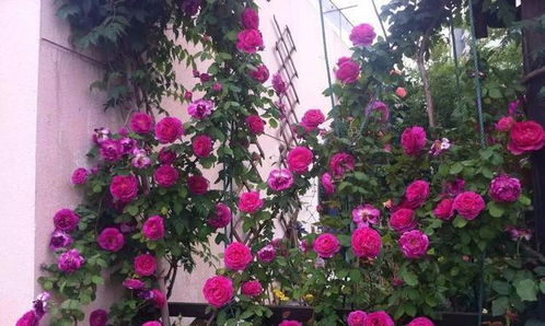 藤本月季与蔷薇：区分与养护入门