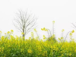 春天里的“急先锋”