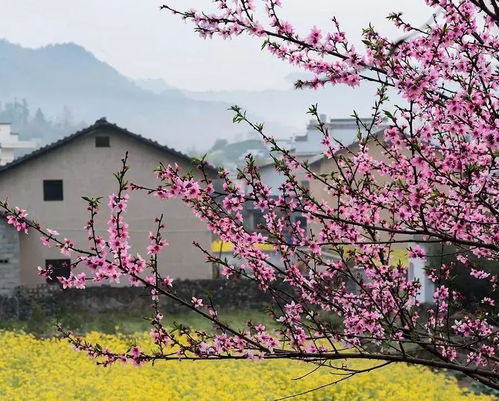 贵阳梅花盛开地：探秘周边赏花胜地