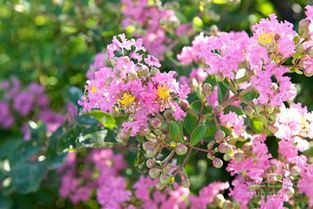 紫薇树的生长环境解析