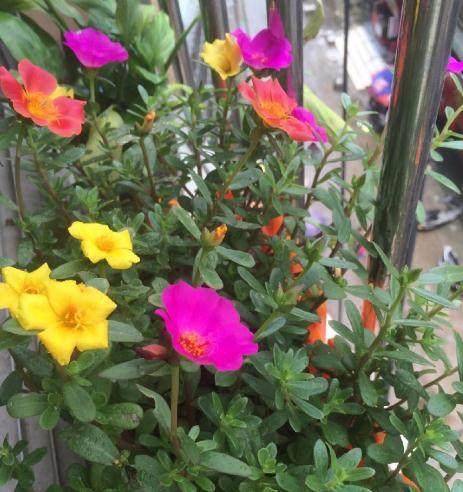 种花小贴士：小种子，大惊喜