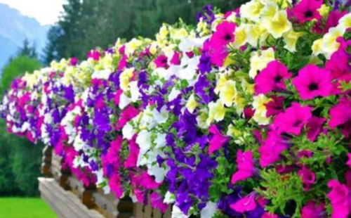 种花花草草，选错亏大了！