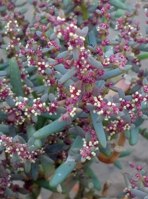 分区种植，让每个植物者阝找到自己的“家”