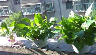绿萝茎秆发黑怎么办？有哪些有效的绿萝黑茎救治方法