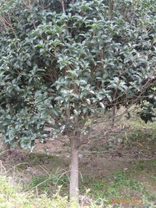 桂花树幼苗的价格之谜