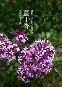 绣线菊：多年生花卉，爆款园艺新宠