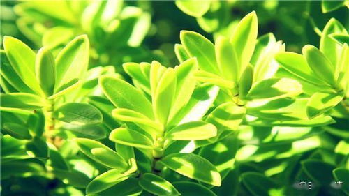 第四步：堪堪病虫害