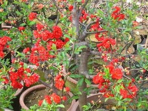 梅花苗， 梅花苗，栽培管理技术那里Ke以找到?