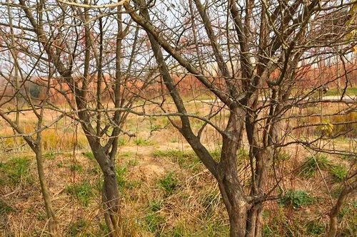 木棉花的多种用途，不仅仅是一棵树