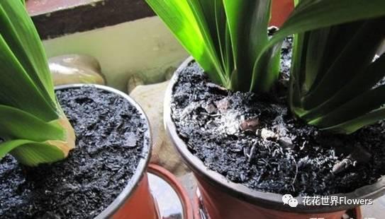 法师植物多久浇一次水最合适？浇水的间隔时间应该是多久