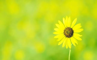 绿色梦想的起点：植物保护考研之路