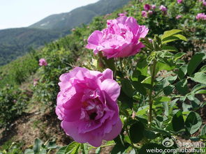 花朵特征：三姐妹的美丽面纱