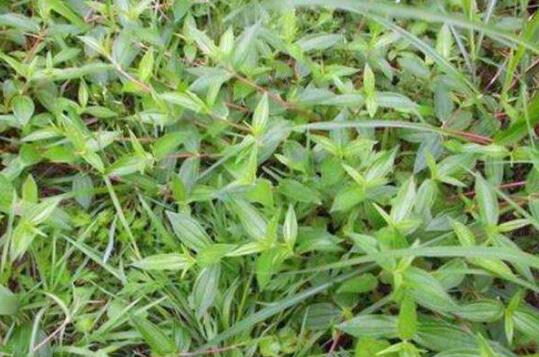 注意事项，别让草坪变黄