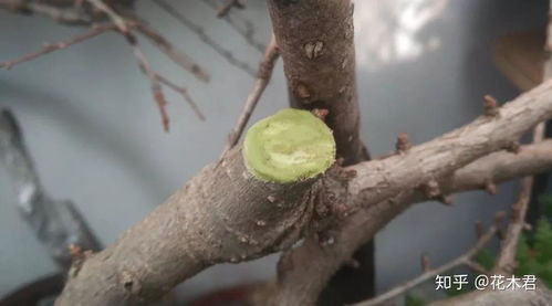 树桩盆景侧枝如何修剪才能快速变粗