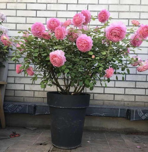 月季花，那点小秘密，谁养谁知道！