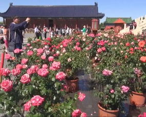 天坛荣光月季：花期的秘密与种植的奇妙