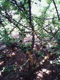 梅花盆景之苗木价格与选购