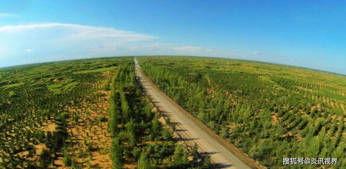 森林的绿意：地球变绿的主力军