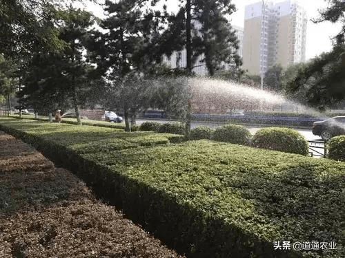 容易受寒的植物