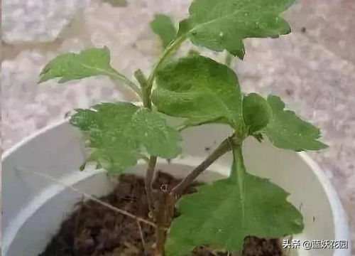 菊花修剪到什么时候停止？