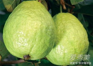 番石榴富含多种维生素和矿物质，营养价值高