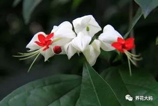 开花无花蕊：神奇的植物现象