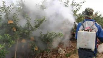 1. 高温喷药不靠谱