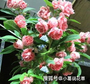 施肥得当， 花开geng盛