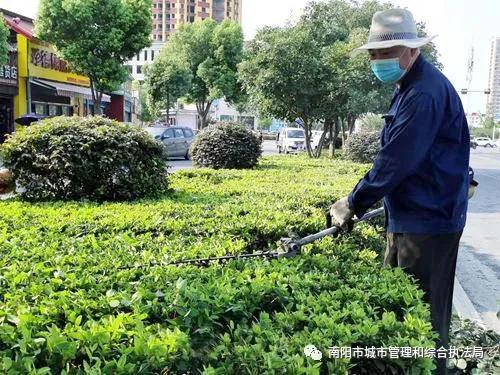 举例说明：菊花整形