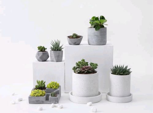 花盆中撒这些东西， 植物长得好