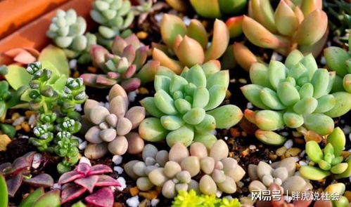 多肉多肉， 真多肉