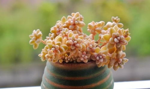 白鹤芋水培蔫了怎么办？如何正确处理使其重新恢复生机