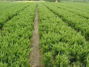 嫁接过程中的注意事项：细节决定成败