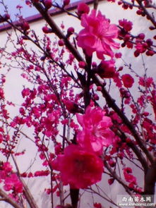 红叶桃，孤植群植两相宜