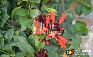 冬天养护口红吊兰的小技巧，别让它们冻成“小雪人”啦！