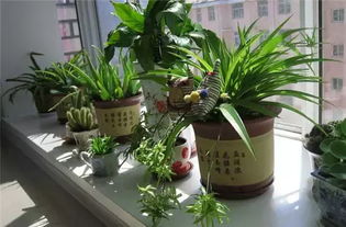 植物寓意，招财进宝