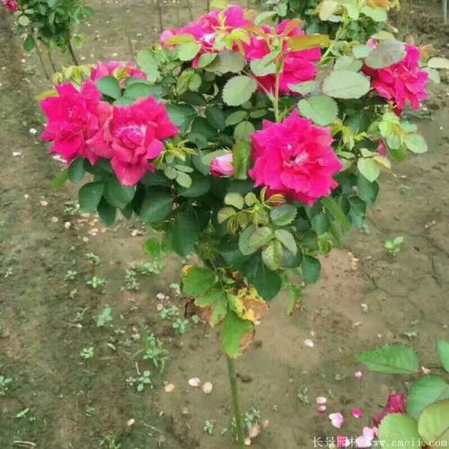 产地直销， 品质保证