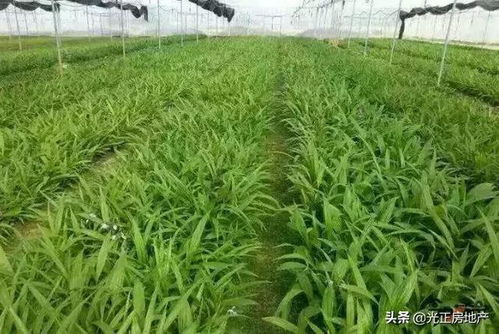 沈阳药材种植的常见问题解答