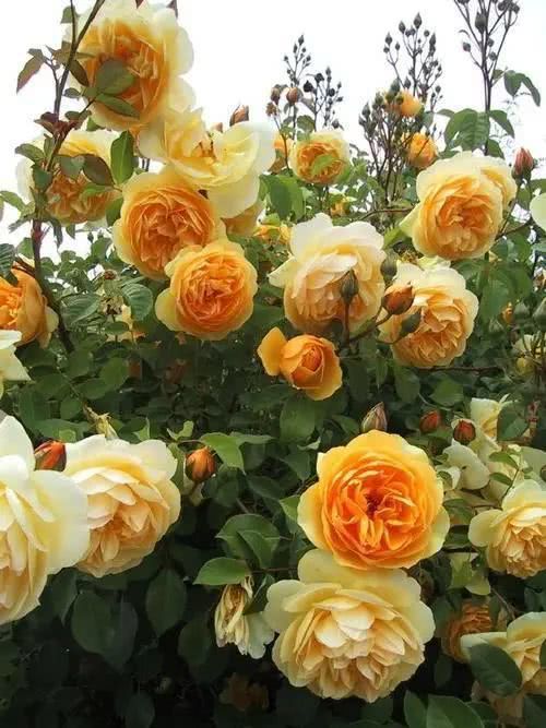 06 薰衣草花环月季