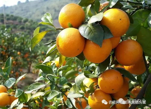 柑桔催红催熟调节剂中，哪种药物能使柑橘上色最快？