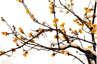 4. 腊梅的价格还受市场影响， 这可不好说