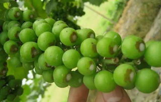 葡萄种植不打农药的注意事项