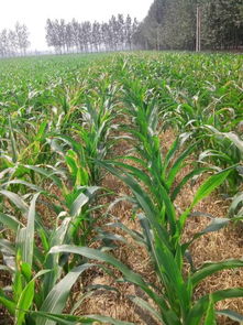 科学解答：农药在雨后还Neng有效吗？