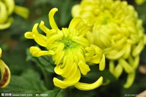 菊花进城？环保新潮流