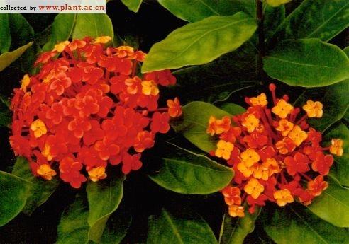 龙船花怎么养才茂盛？如何避免病虫害困扰