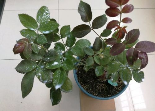 哎呀，这橘子树上的红蜘蛛和蚜虫真是让人头疼啊！