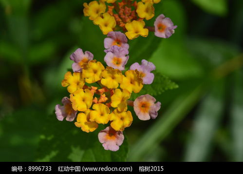 马缨丹：花团锦簇中的独特魅力