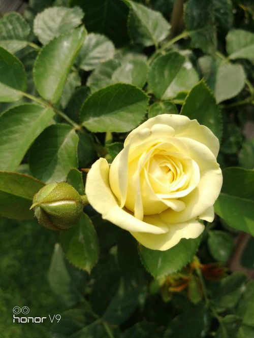 奶油龙沙月季，藤本还是灌木？