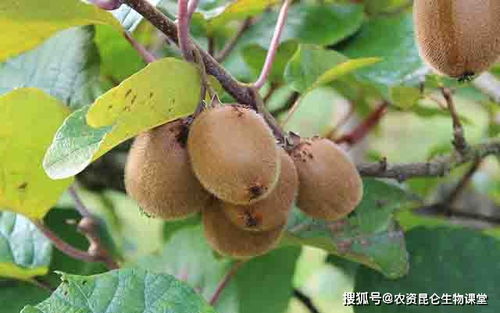 猕猴桃种植技术与栽培过程中，如何科学施肥和修剪以提高产量和品质